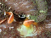 Orange Anemonefish Solomon Islands